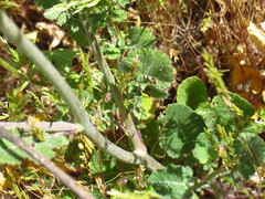 Hirschfeldia incana