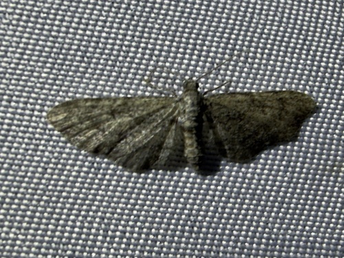 iNaturalist observation photo of Pug Moths