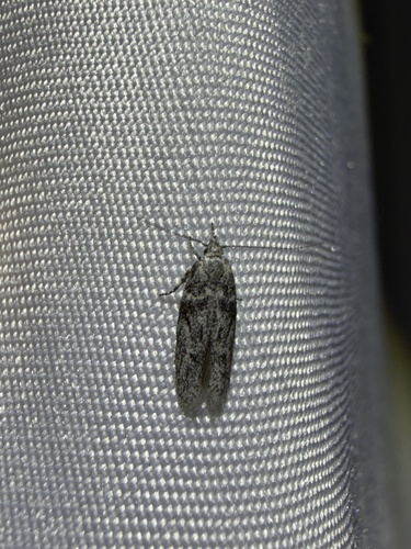 iNaturalist observation photo of Curved-horn Moths