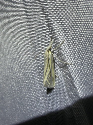iNaturalist observation photo of Grass-veneers and Allies