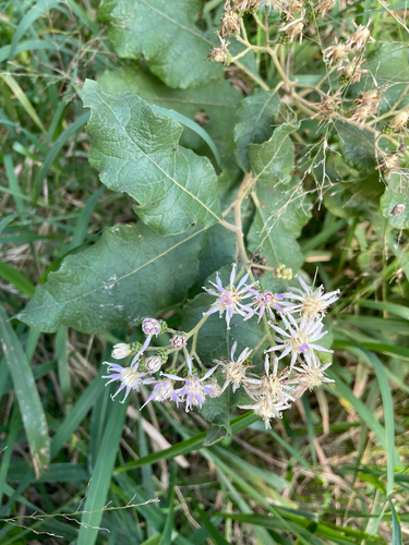 Vernonia colorata, 2026-07-01