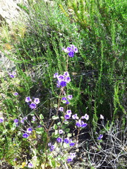 Phacelia minor