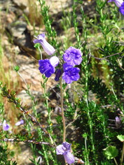 Phacelia minor