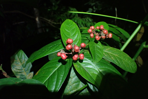 Ixora congesta, photograph 1