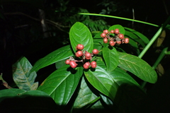 Ixora congesta, photograph (c) Michael Berardozzi, some rights reserved (CC BY)