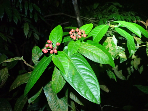 Ixora congesta