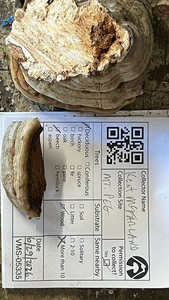 Tinder Polypore · July 2026 · photo: Photo: no rights reserved · iNaturalist
