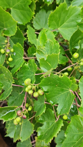 Ampelopsis humulifolia