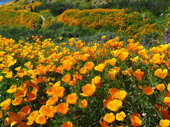 Eschscholzia californica