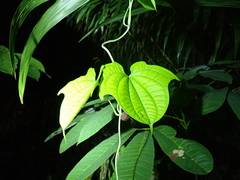 Dioscorea sansibarensis