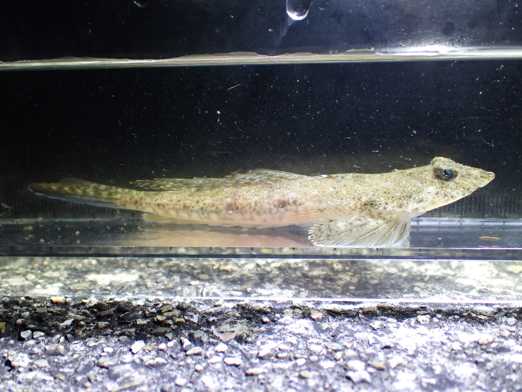 Horn dragonet (Callionymus curvicornis) — Callionymidae