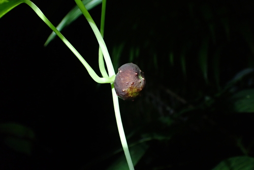 Dioscorea sansibarensis, photograph 1