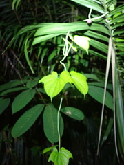 Dioscorea sansibarensis, photograph (c) Michael Berardozzi, some rights reserved (CC BY)