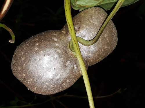 Dioscorea bulbifera