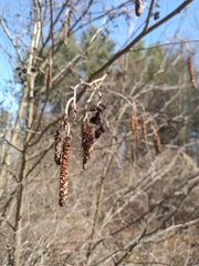 Alnus incana rugosa