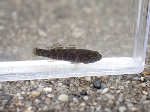 Frog Goby