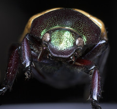 Pelidnota sanctijacobi