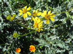 Encelia farinosa