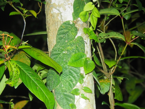 Ficus villosa, photograph 3