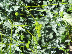 Encelia farinosa