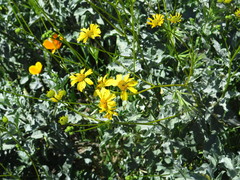 Encelia farinosa