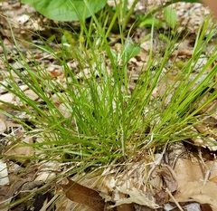 Carex radiata