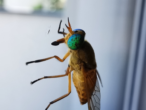 Silvius alpinus