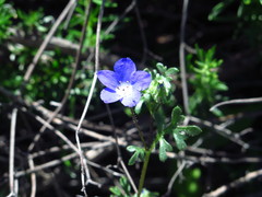 Nemophila menziesii