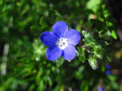 Nemophila menziesii