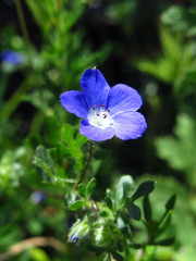 Nemophila menziesii