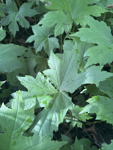 Hydrophyllum canadense, photograph 2