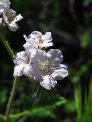Phacelia cicutaria hispida