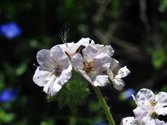 Phacelia cicutaria hispida