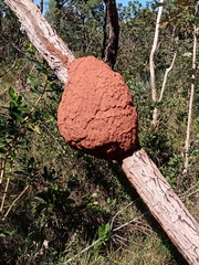 Constrictotermes cyphergaster