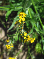 Amsinckia menziesii