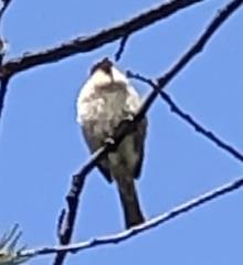 Passer domesticus