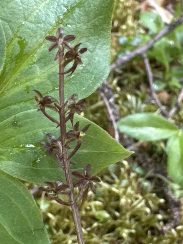Heartleaf Twayblade