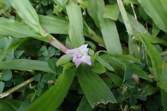 Ruellia repens, photograph (c) Michael Berardozzi, some rights reserved (CC BY)