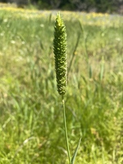 Phalaris caroliniana