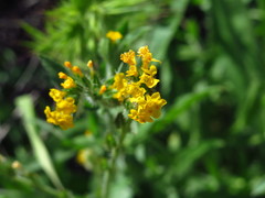 Amsinckia menziesii