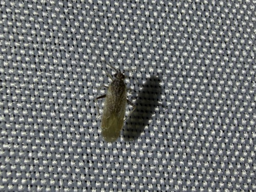 iNaturalist observation photo of Parthenicus