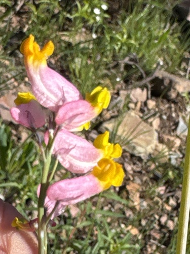 rock harlequin