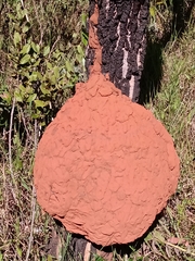 Constrictotermes cyphergaster