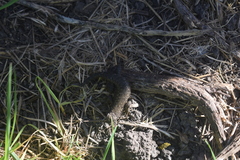 Sceloporus occidentalis