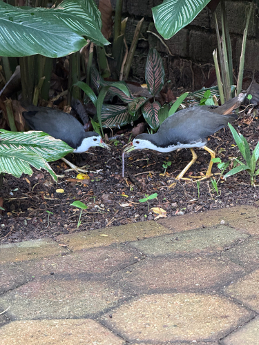 White-breasted Waterhen (Amaurornis phoenicurus), photo 8