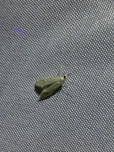 iNaturalist observation photo of Monochroa