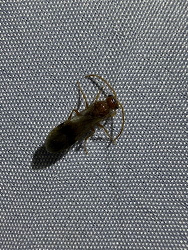 iNaturalist observation photo of Nocturnal velvet ants