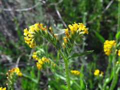 Amsinckia menziesii