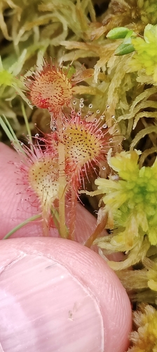 round-leaved sundew