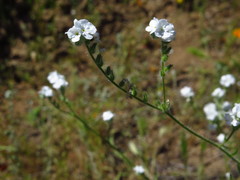 Cryptantha intermedia